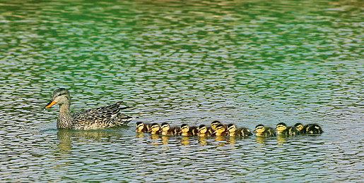 《失落之魂》前开发成员私下爆论引争议 主创现已正式回应